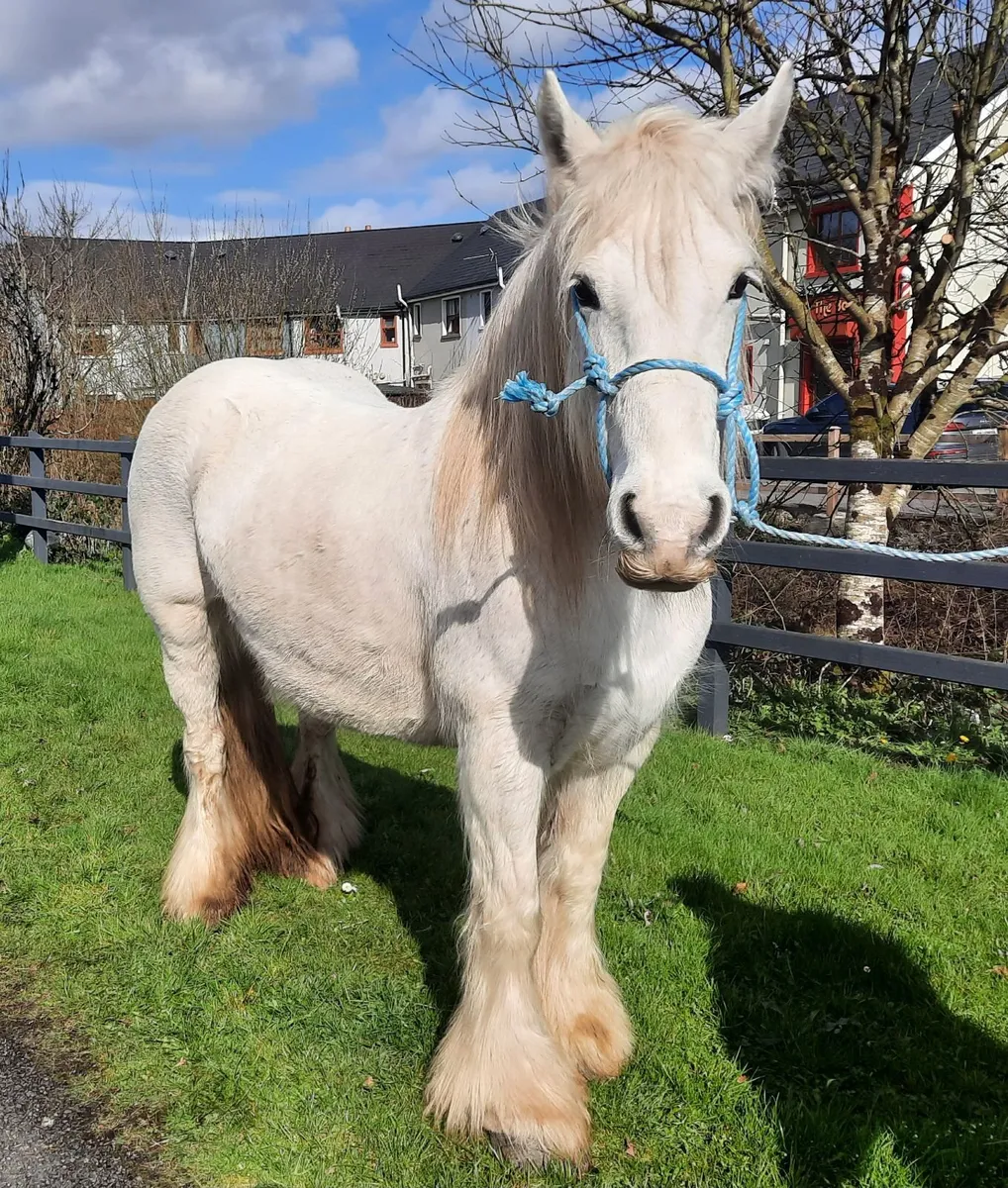 Heavy Cob Mare - Image 2