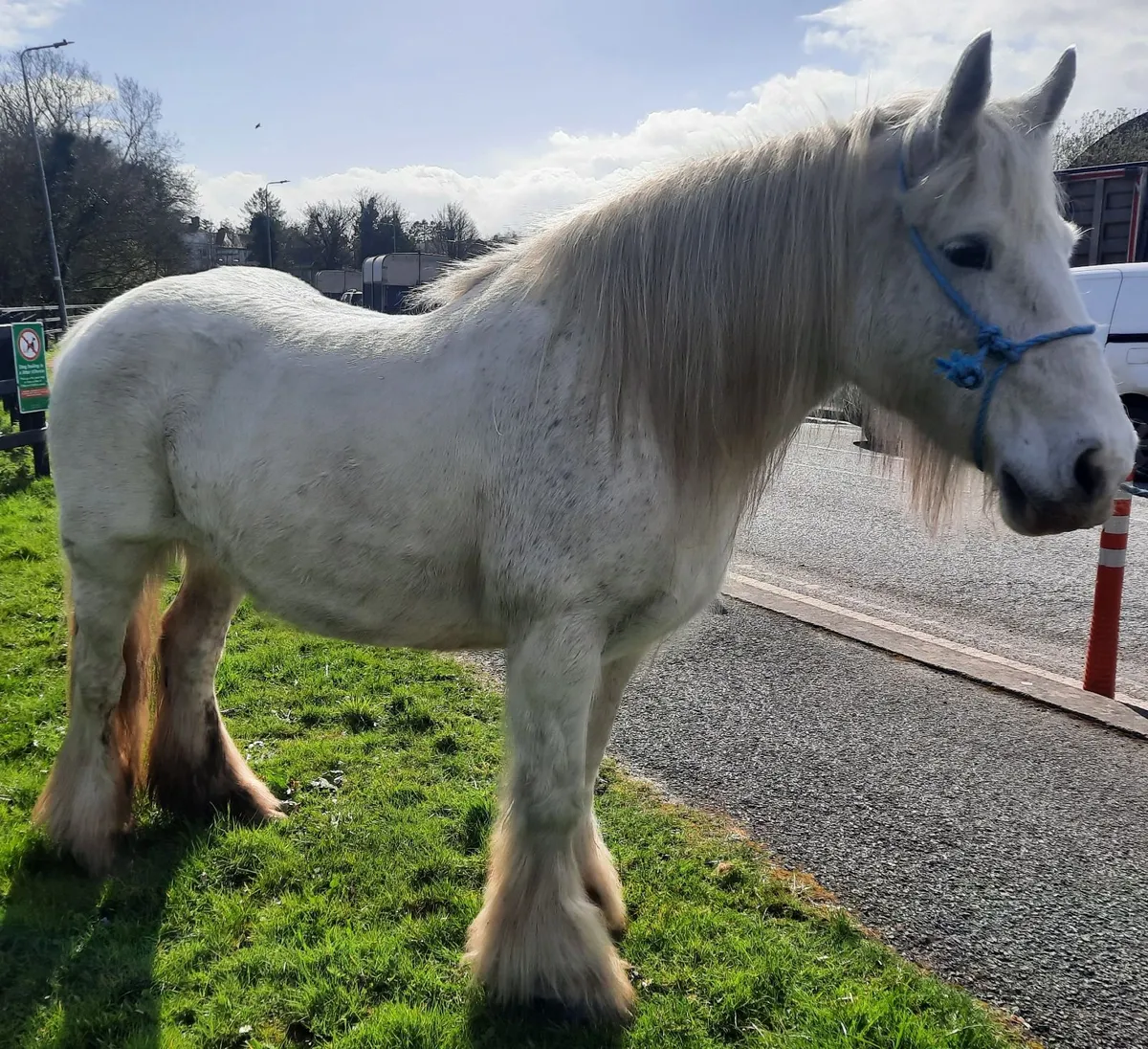 Heavy Cob Mare - Image 1