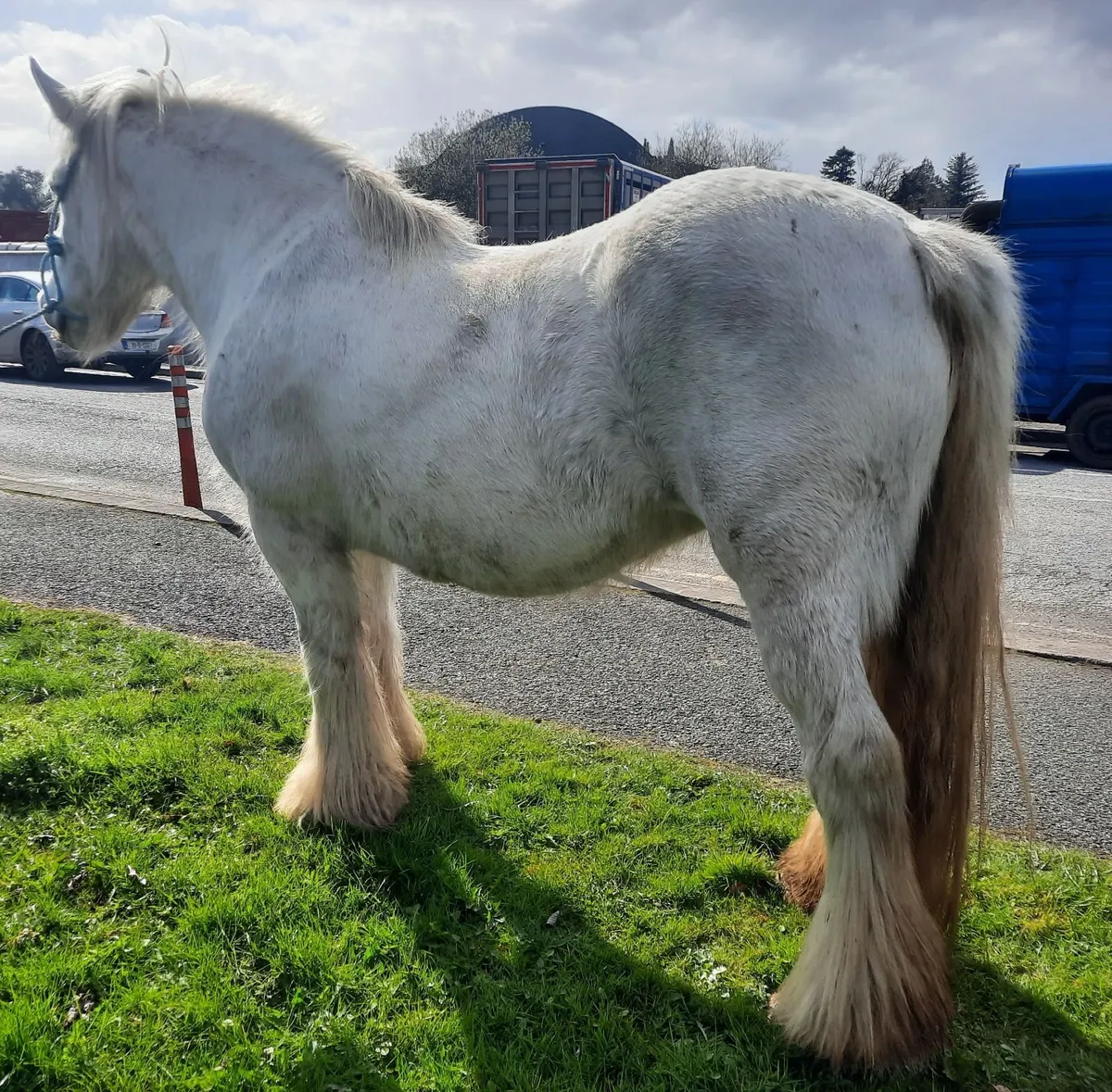 Heavy Cob Mare - Image 3