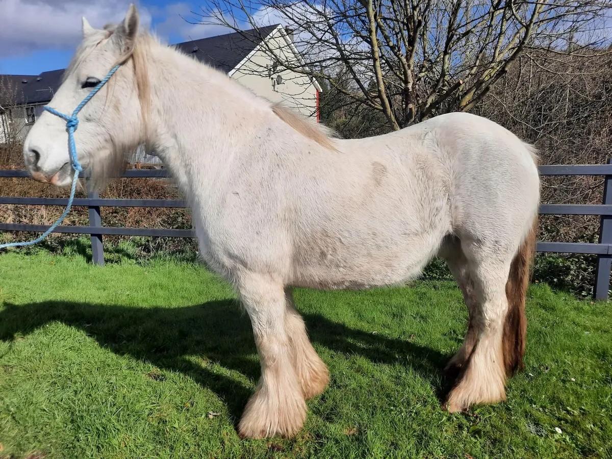 Heavy Cob Mare - Image 4