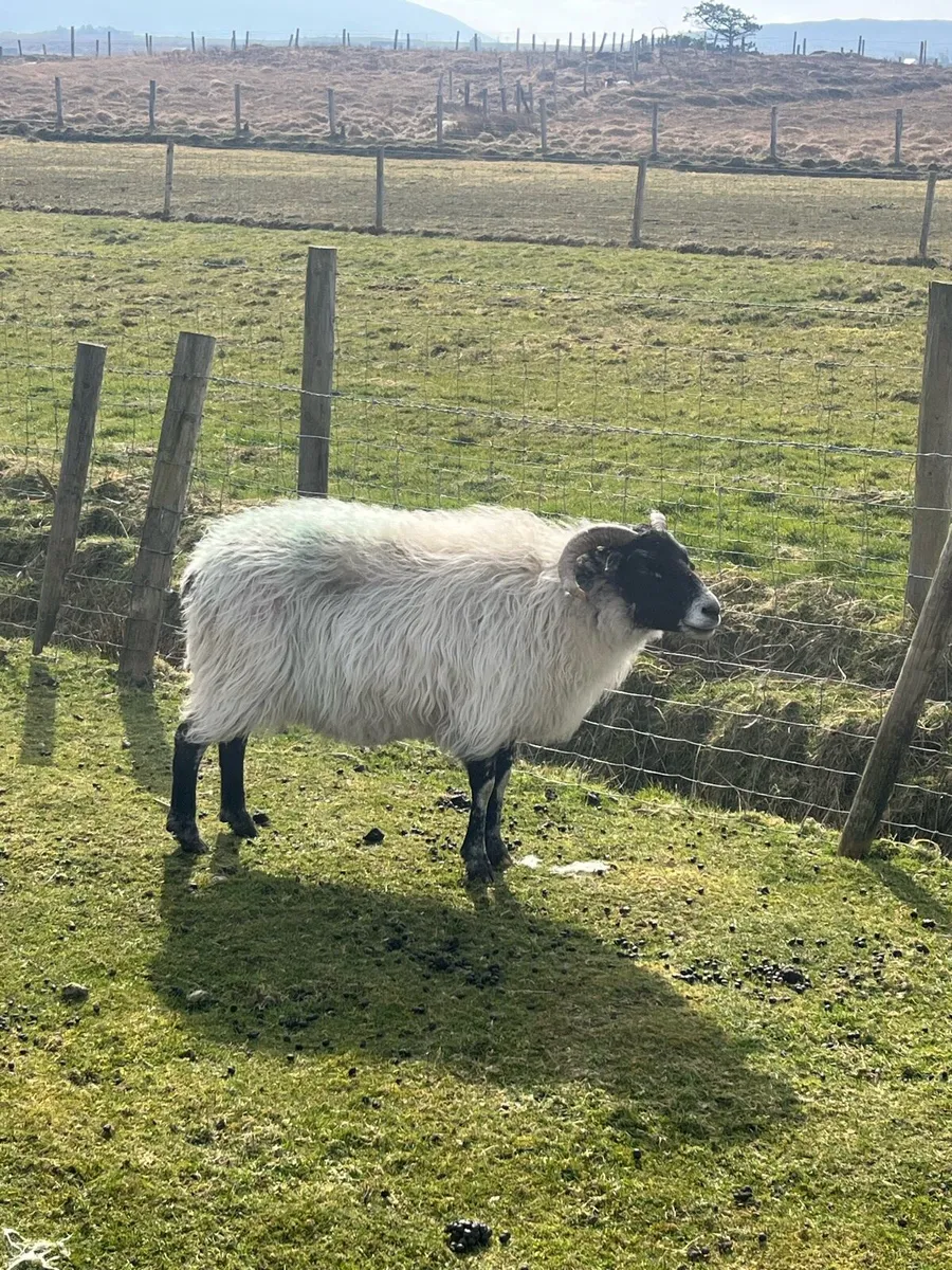 Mountain ewes - Image 3