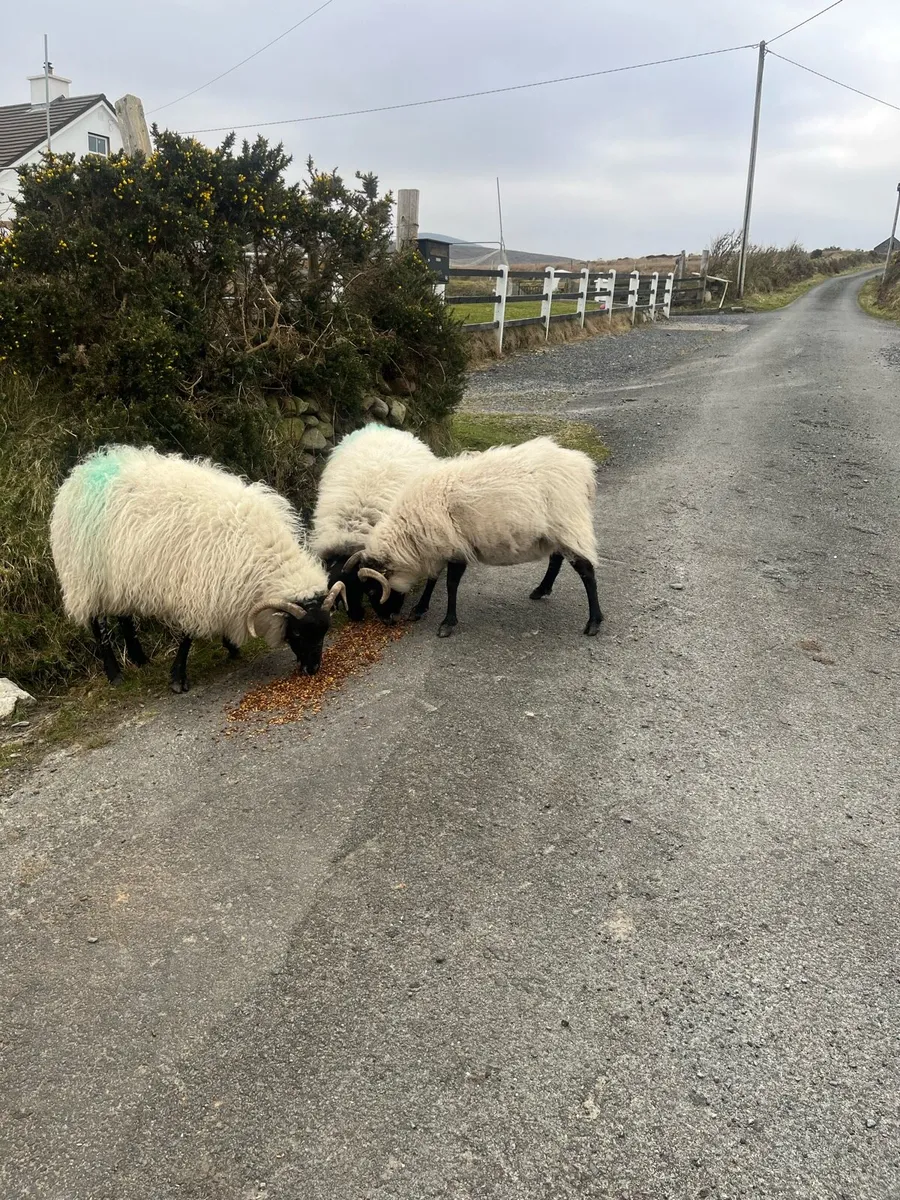 Mountain ewes - Image 4