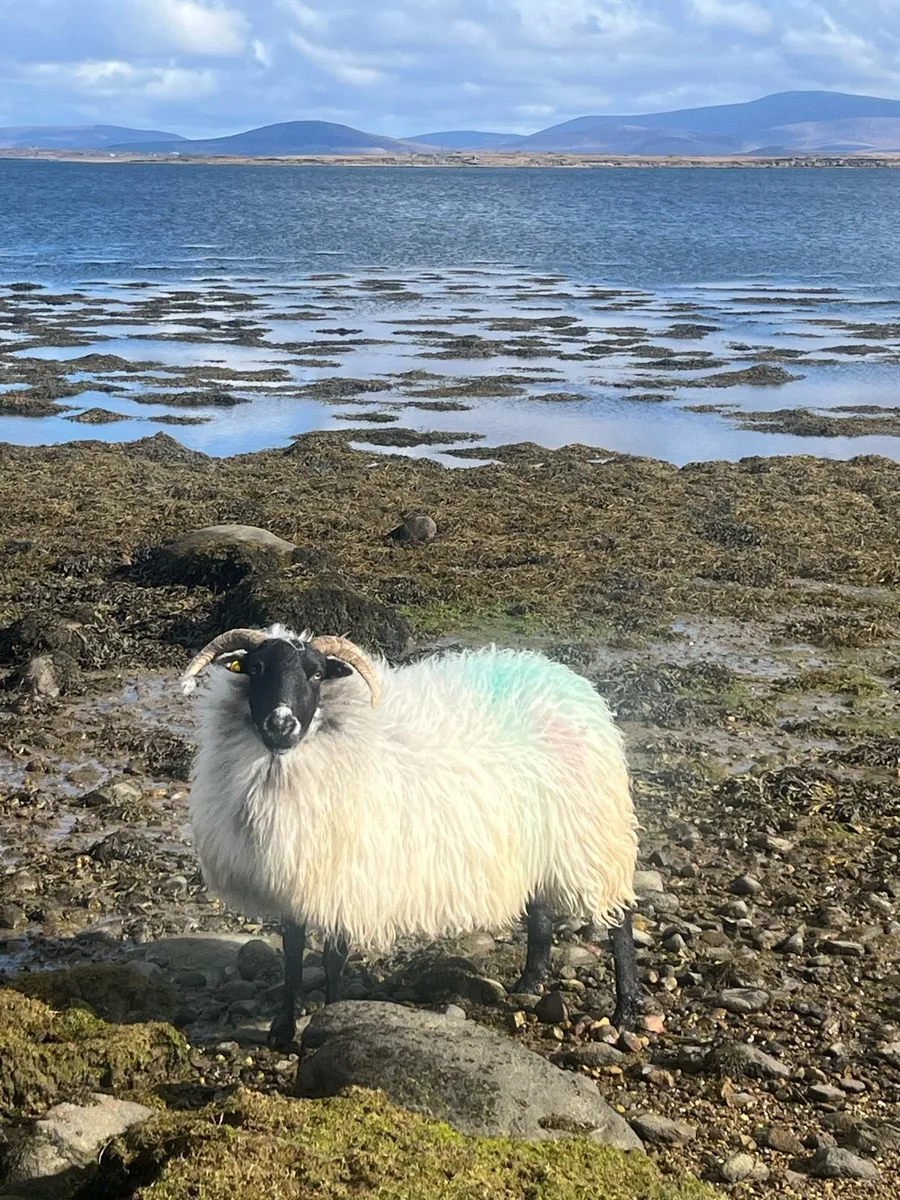 Mountain ewes - Image 1