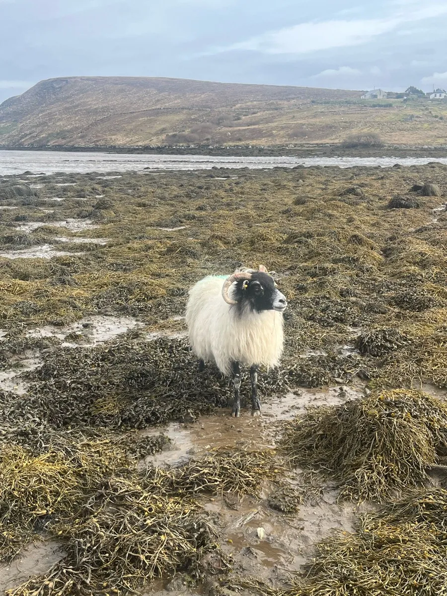 Mountain ewes - Image 2