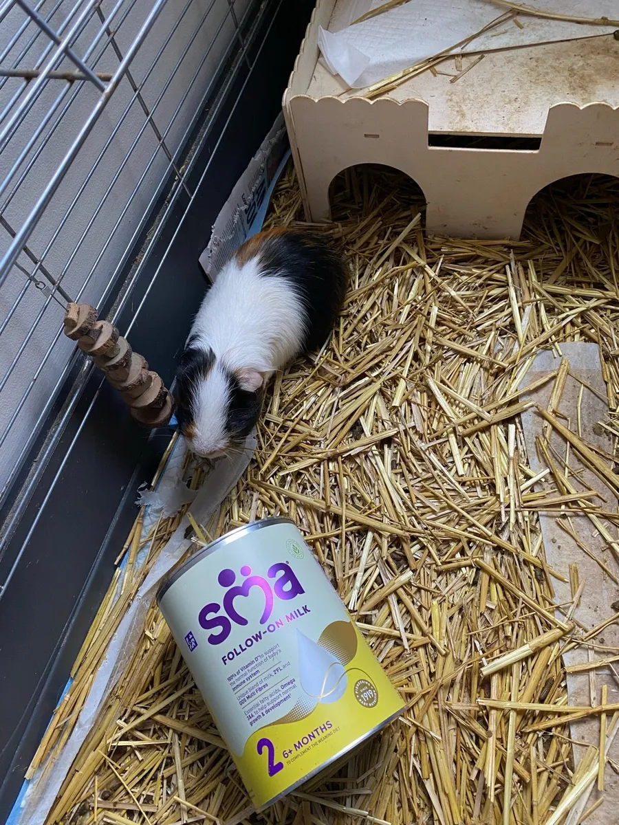 Free Guinea pigs and home - Image 2