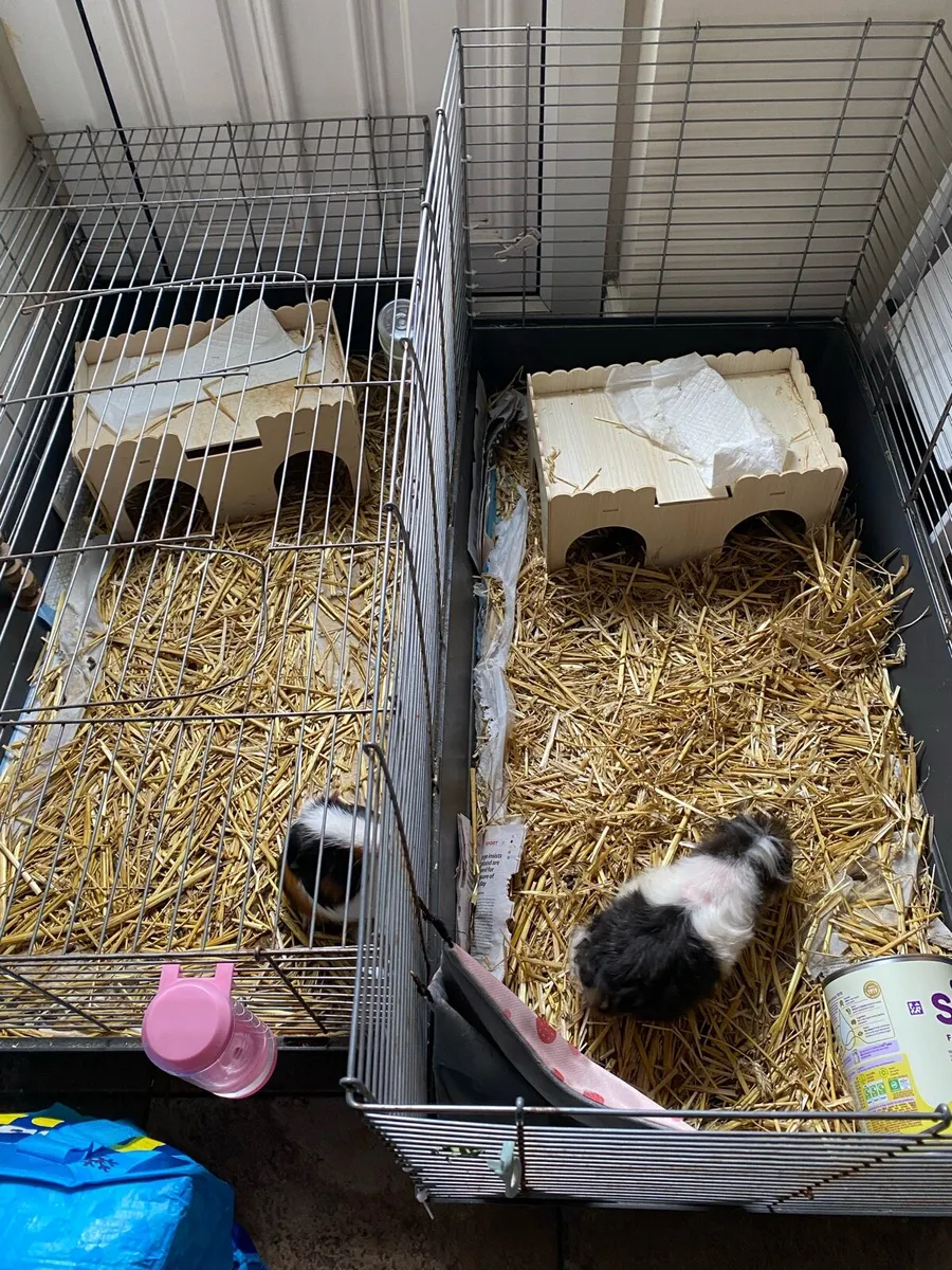 Free Guinea pigs and home - Image 4