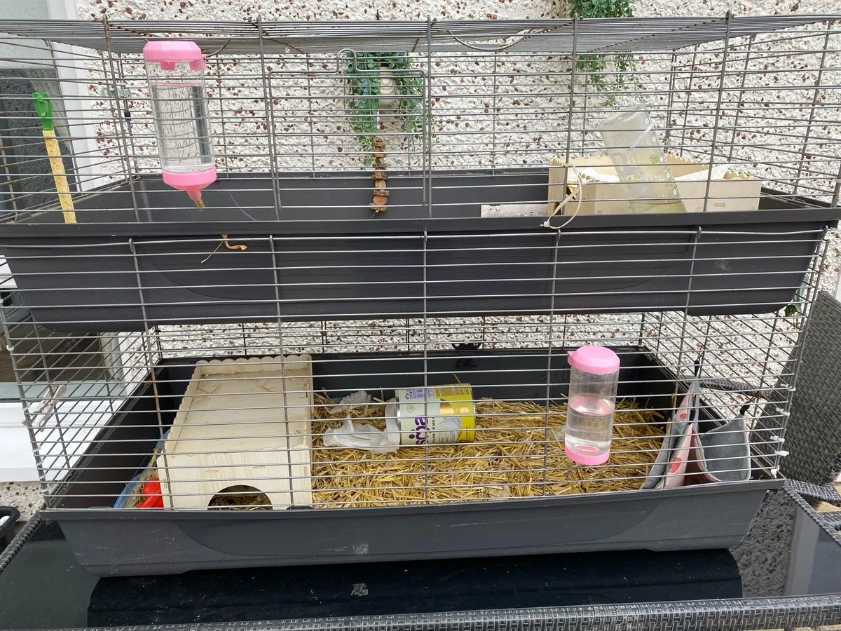 Free Guinea pigs and home - Image 1