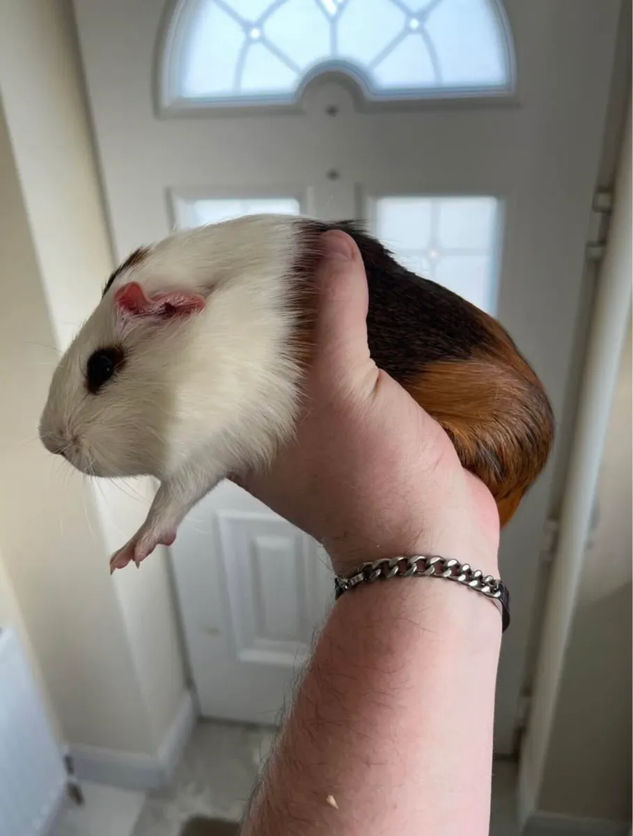2 guinea pigs - Image 1