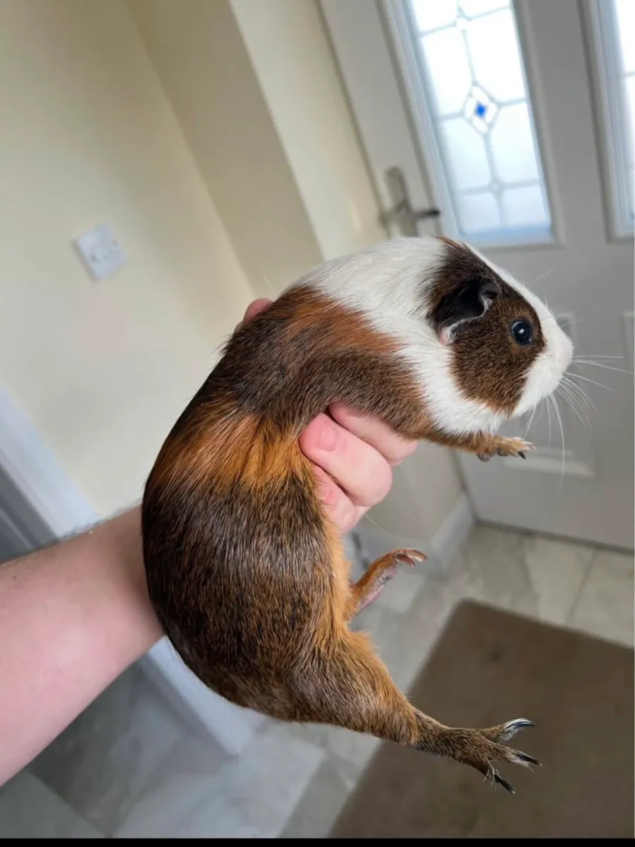 2 guinea pigs - Image 2