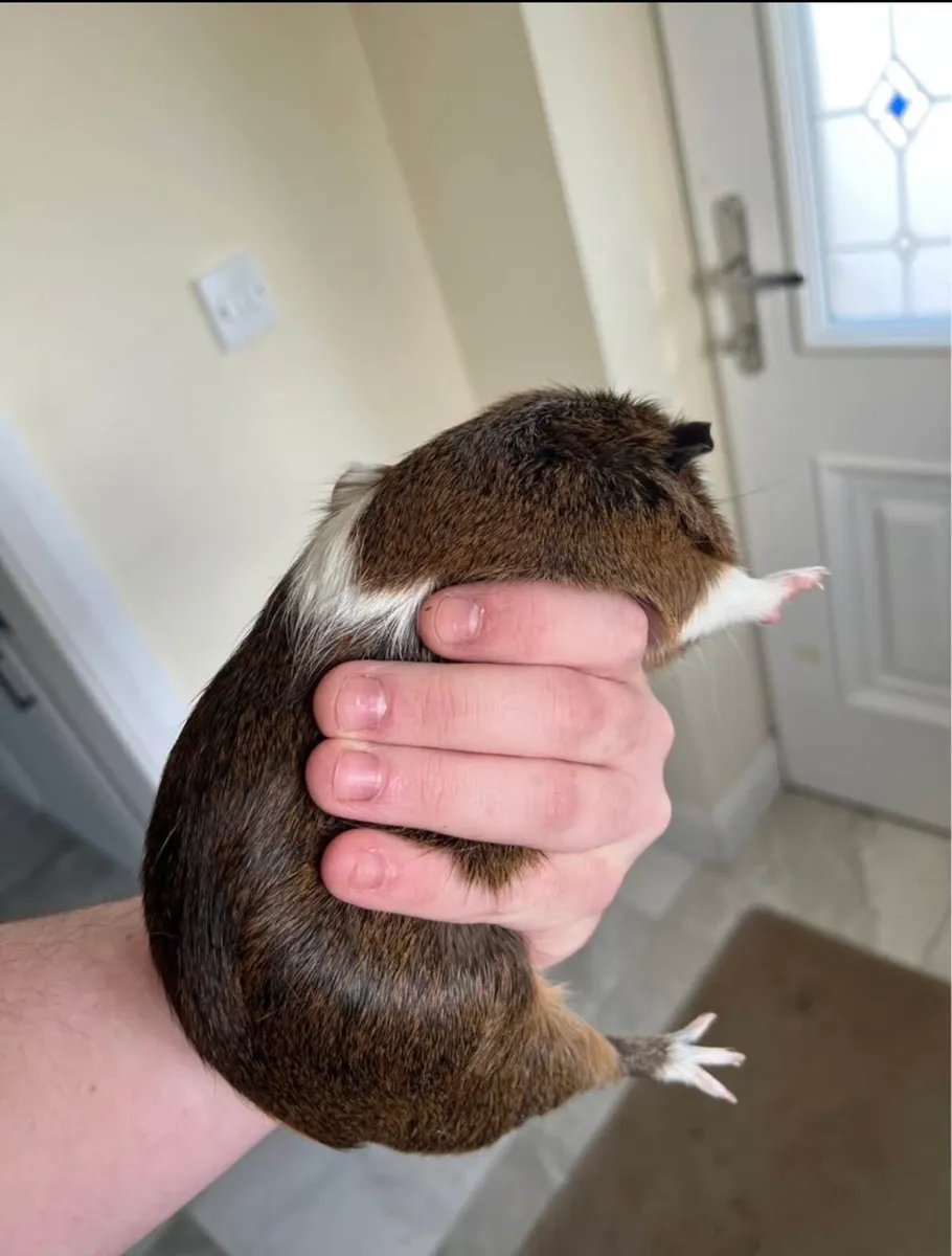 2 guinea pigs - Image 3