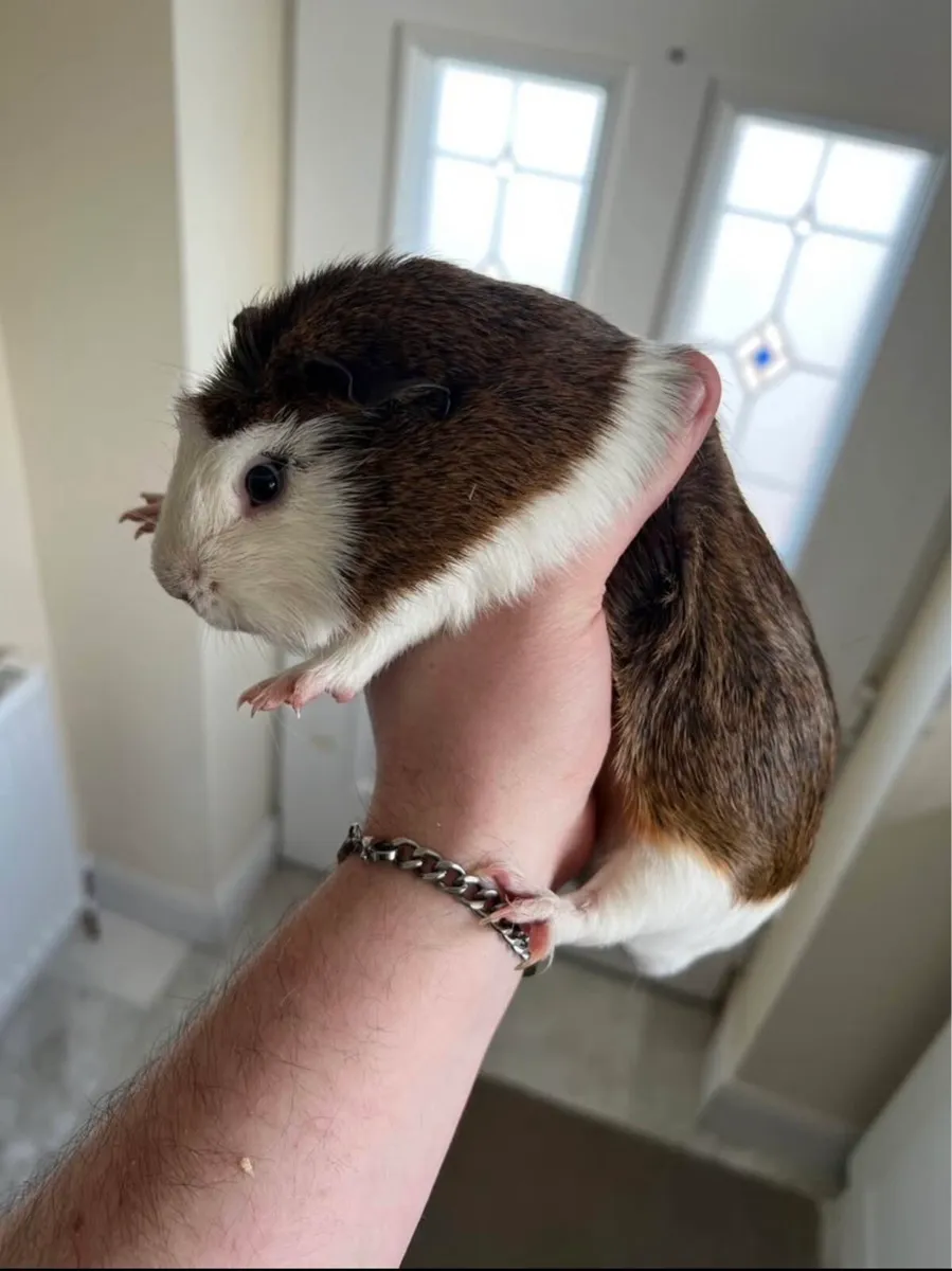 2 guinea pigs - Image 4