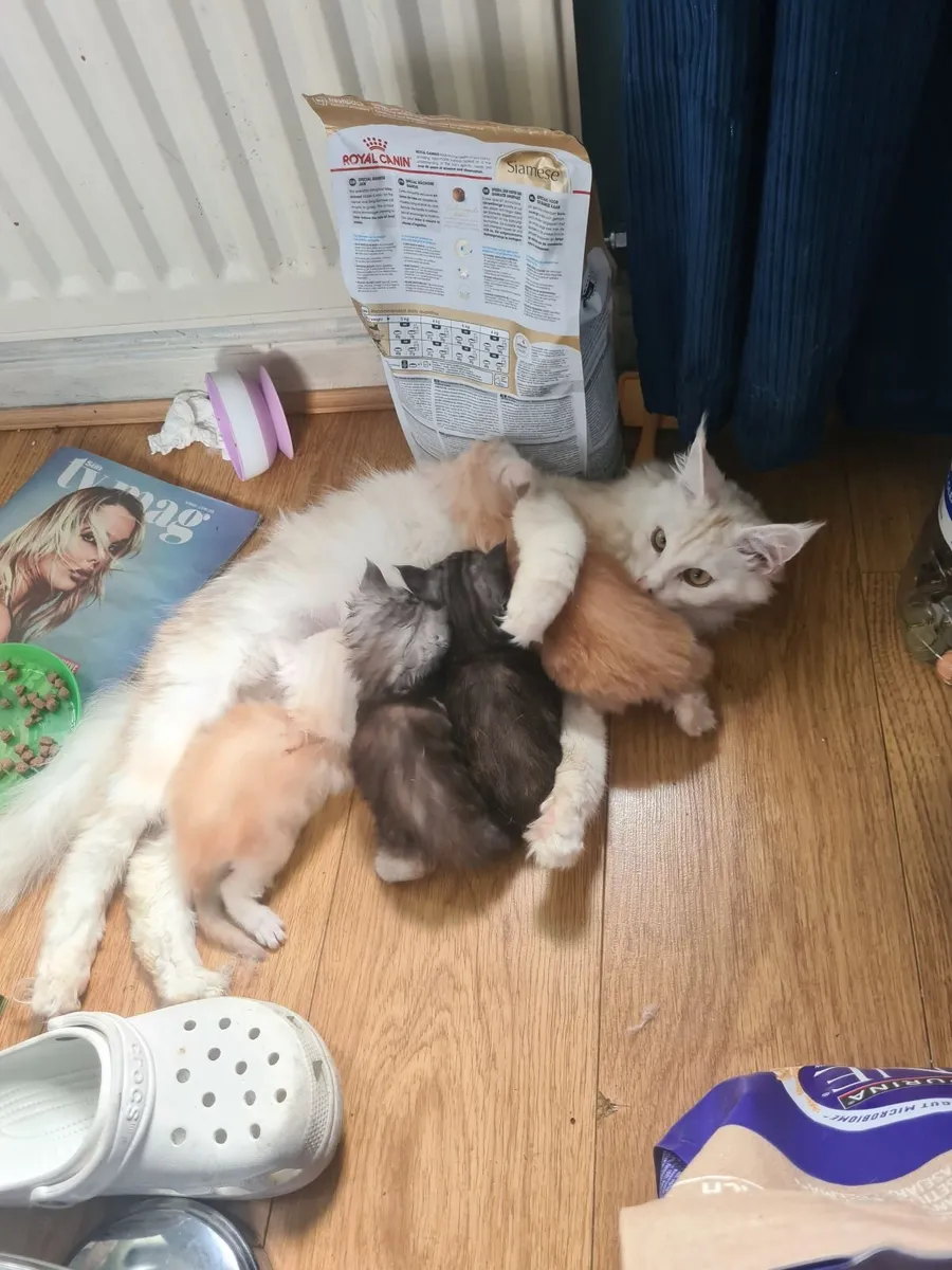 Maine coon kitten - Image 1