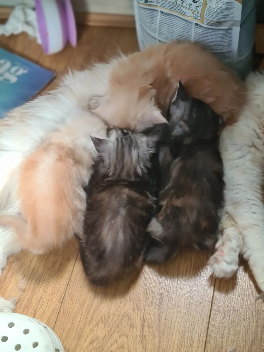 Maine coon kitten - Image 2