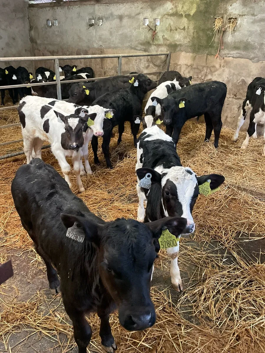 calves - Image 1
