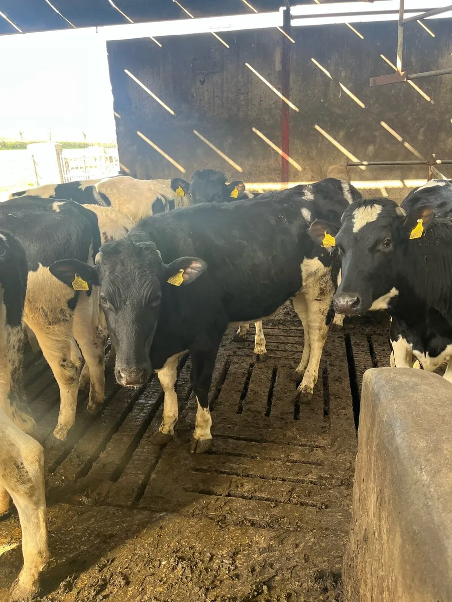 Holstein heifers - Image 1