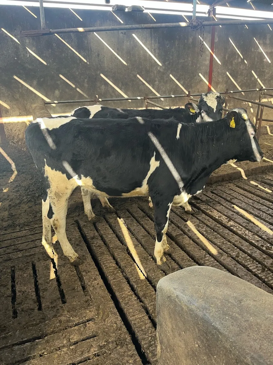 Holstein heifers - Image 2