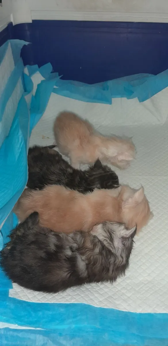 Maine coon kitten - Image 3