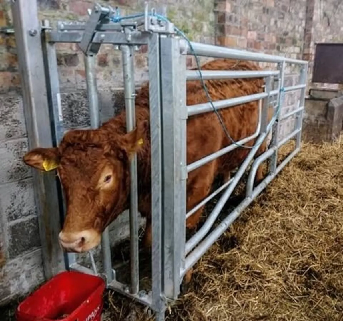 Calving gates - Image 1