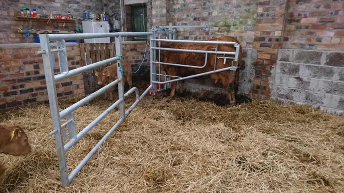 Calving gates - Image 4