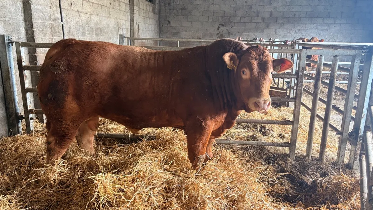 Pedigree Limousin bull - Image 3