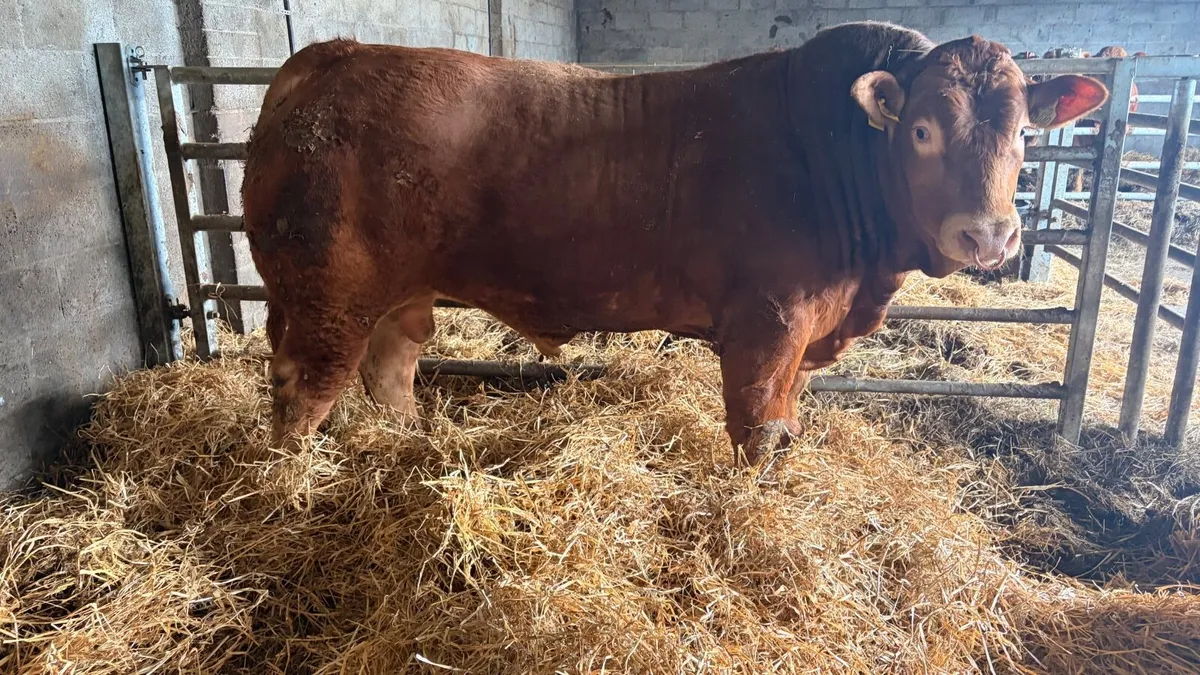 Pedigree Limousin bull - Image 4