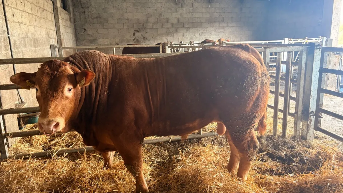 Pedigree Limousin bull - Image 2