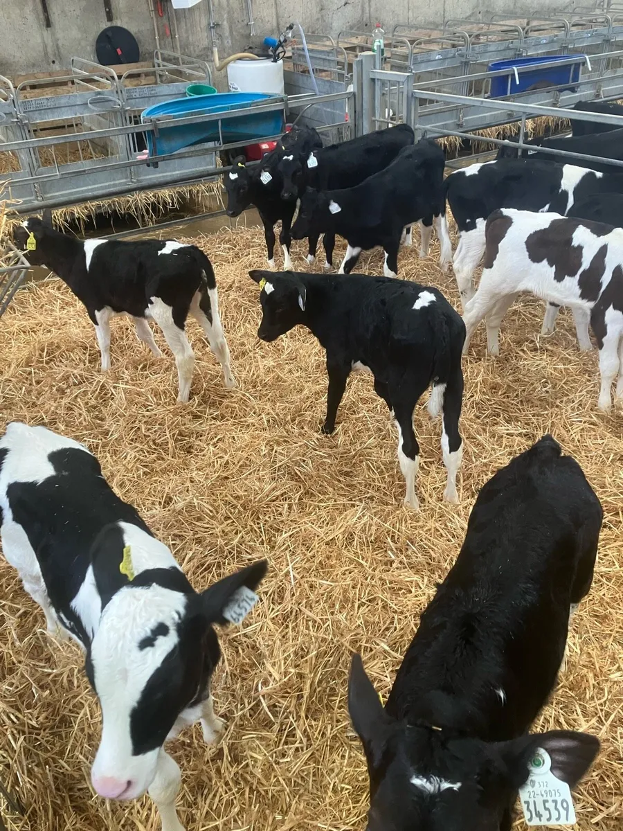 Friesian Heifer Calves - Image 2