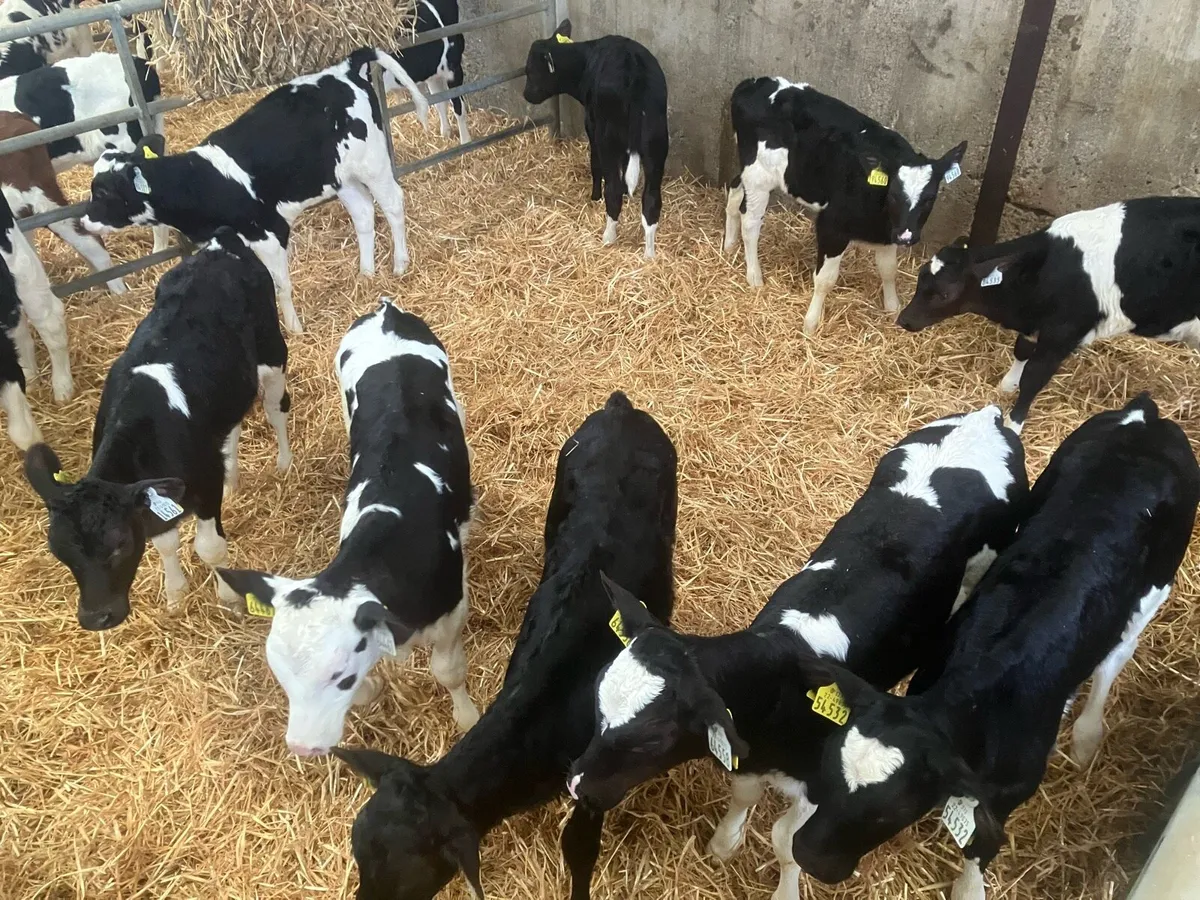 Friesian Heifer Calves - Image 1