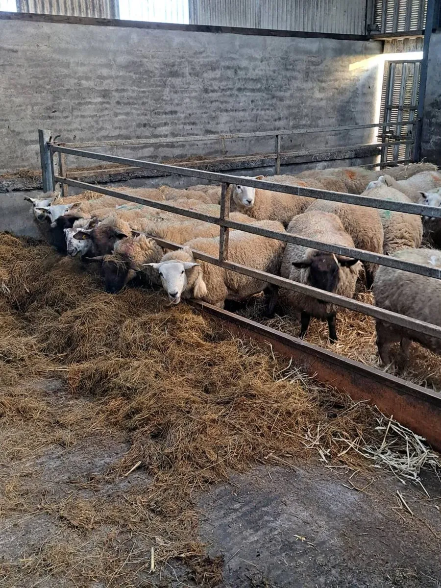 Inlamb  hoggets and young ewes - Image 2