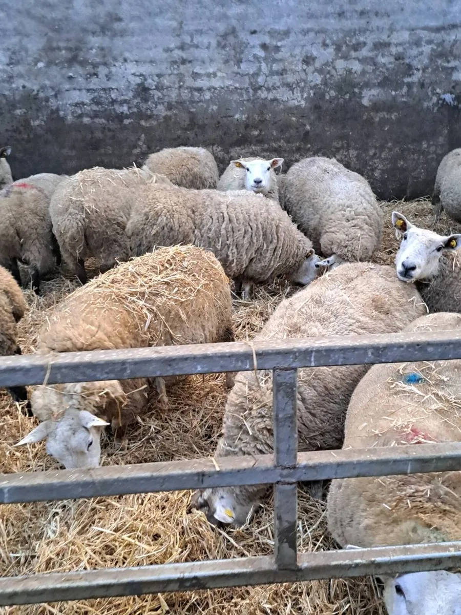 Inlamb  hoggets and young ewes - Image 1