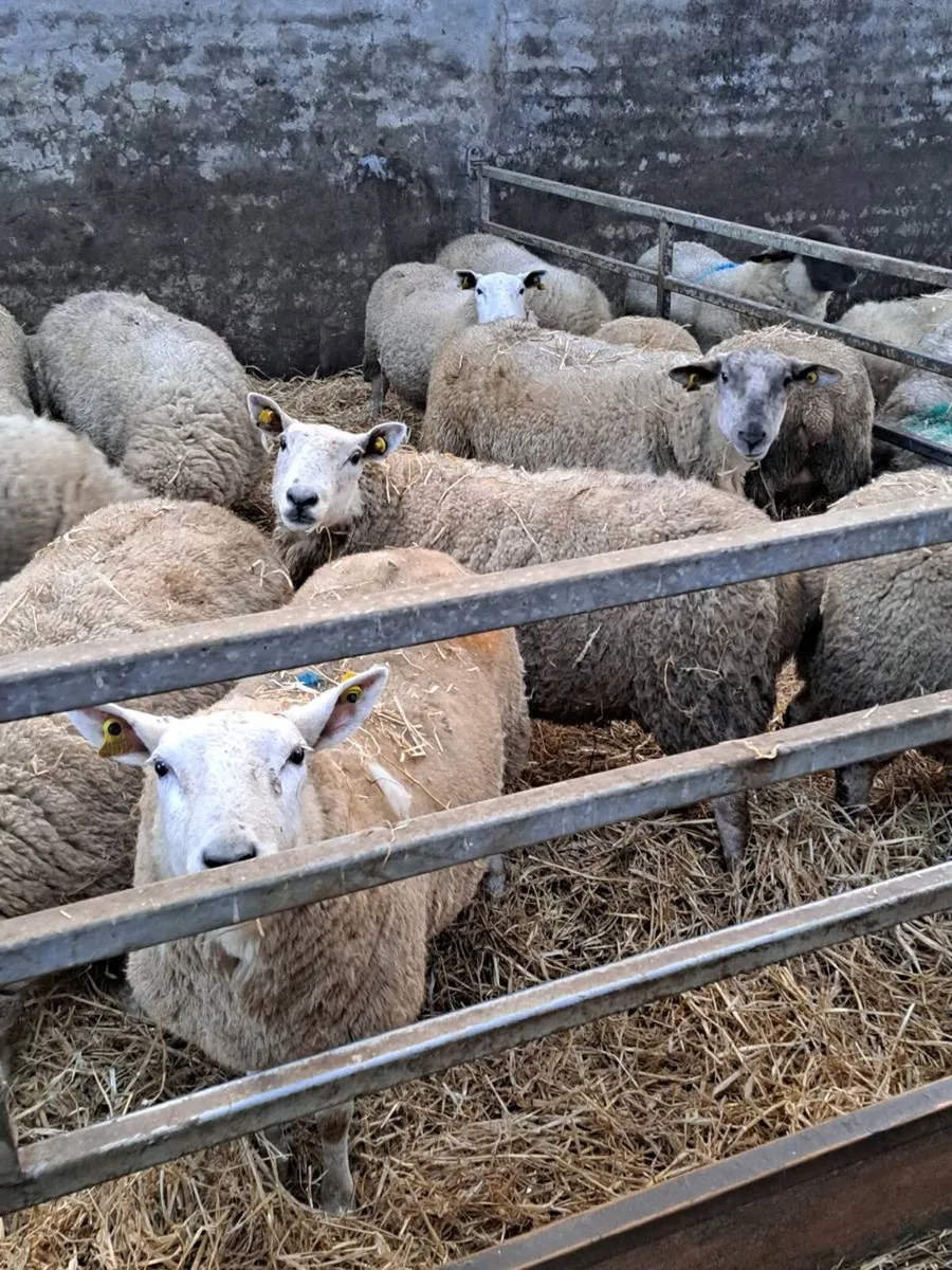 Inlamb  hoggets and young ewes - Image 3