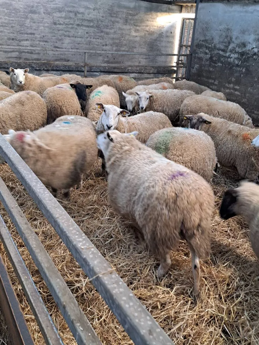 Inlamb  hoggets and young ewes - Image 4