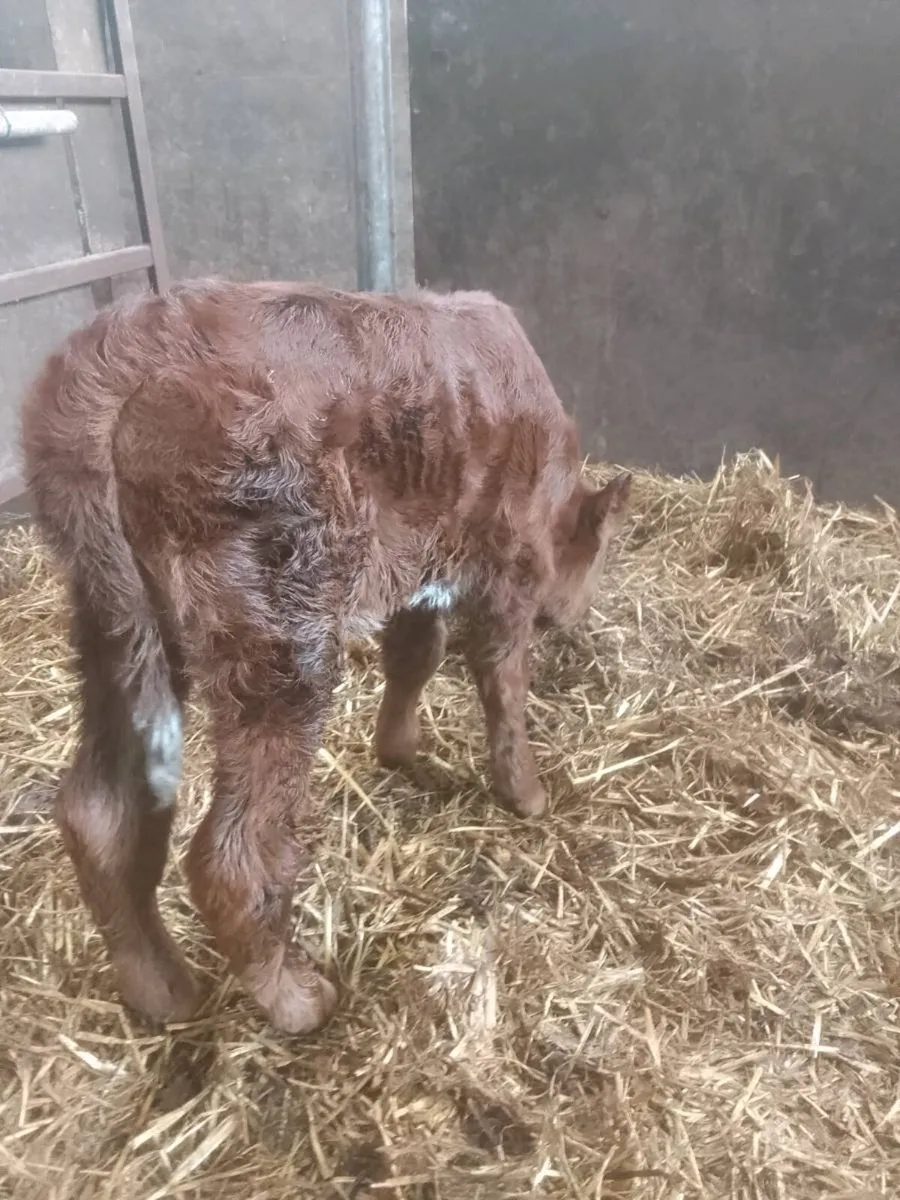 Calf - Image 2