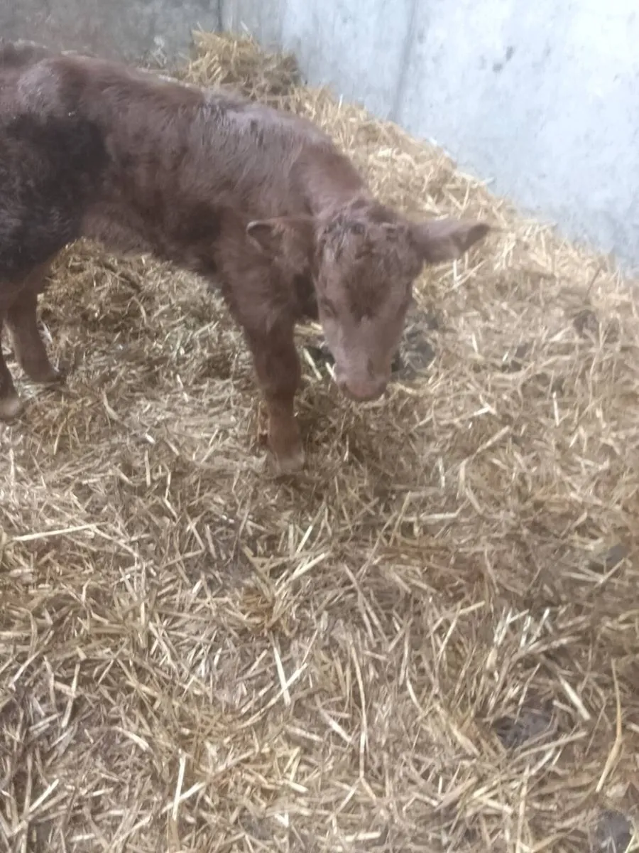 Calf - Image 1