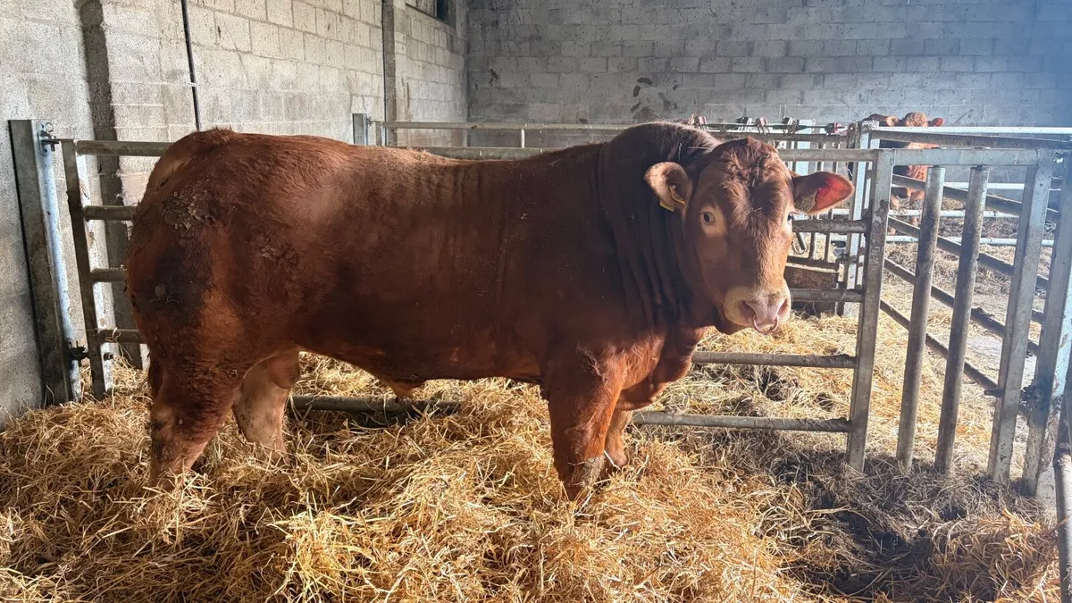 Pedigree Limousin bull - Image 1