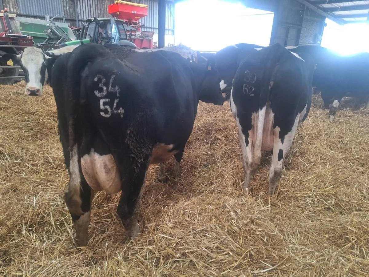 In Calf Cows - Image 1