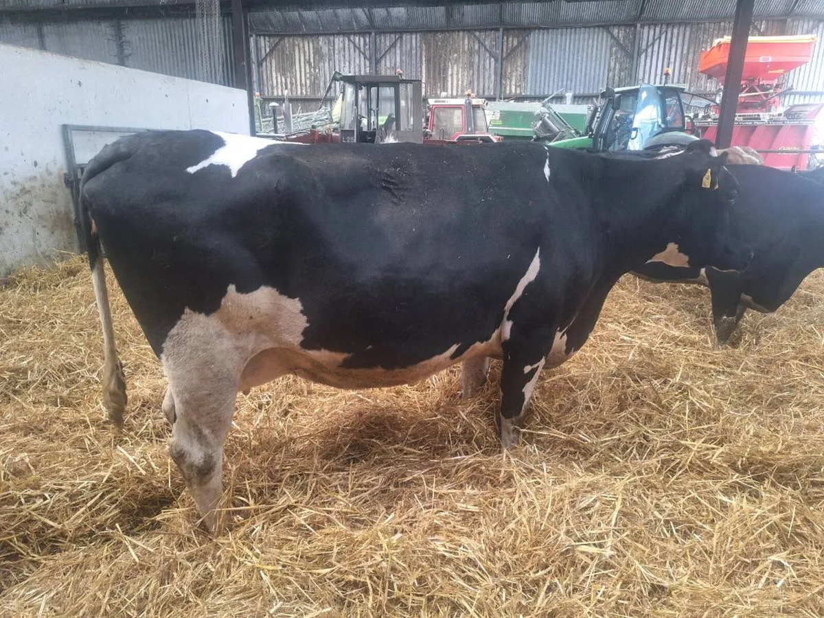 In Calf Cows - Image 3