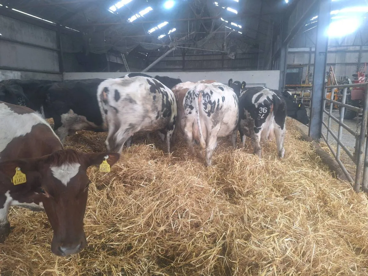 In Calf Cows - Image 4