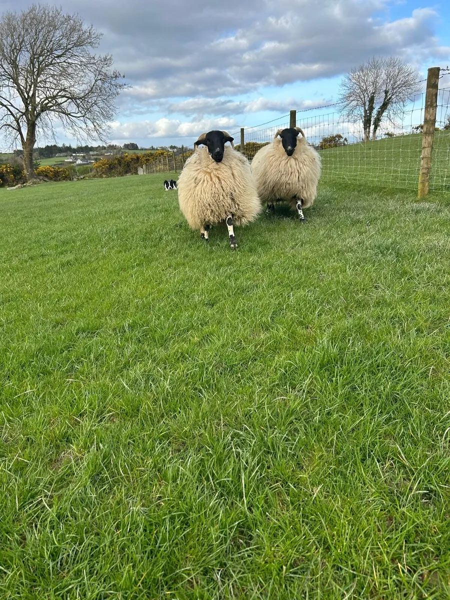 4 scotch dry hoggets - Image 1