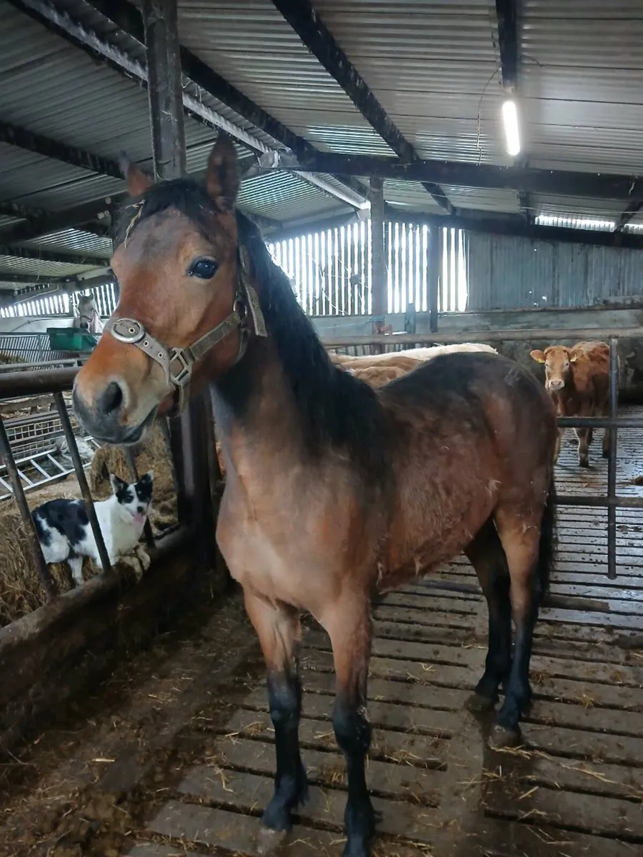 Connemara Pony - Image 1