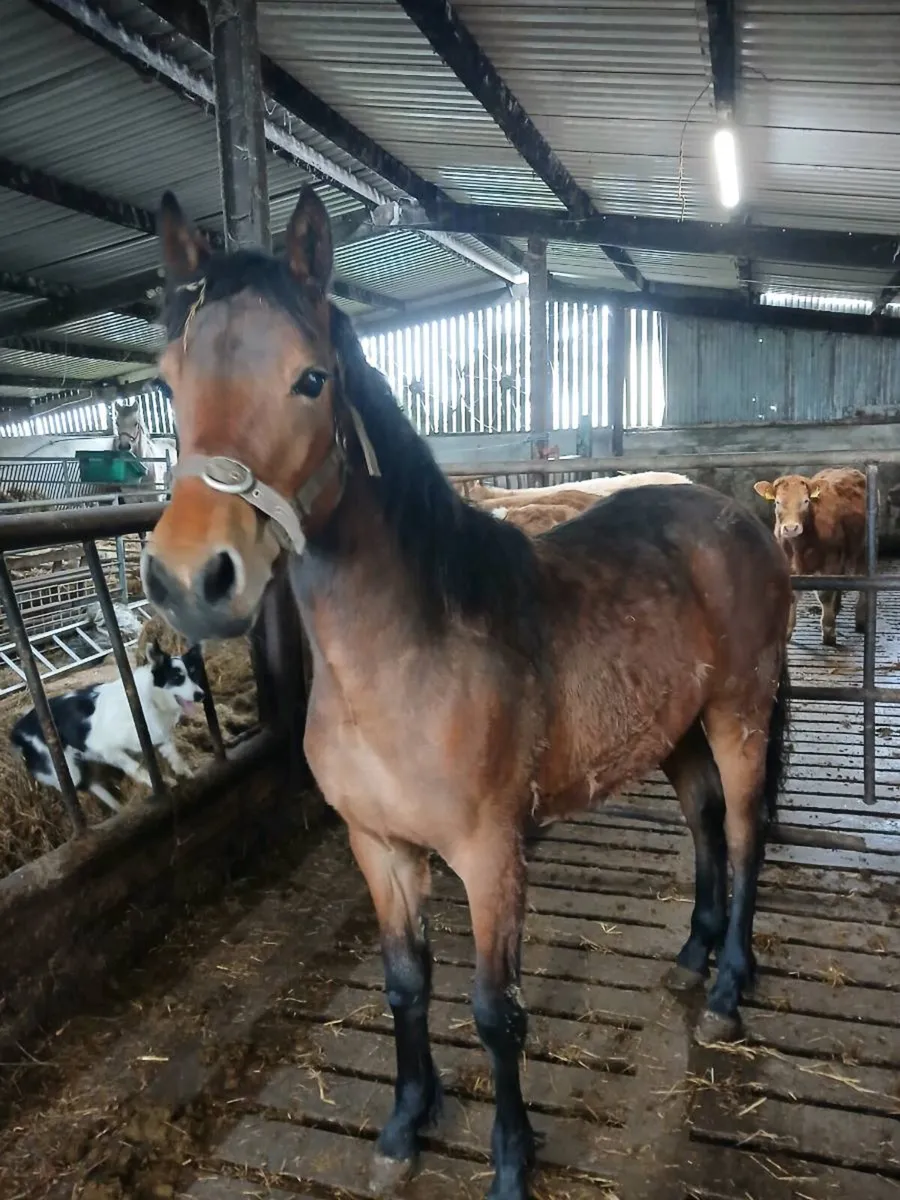 Connemara Pony - Image 2