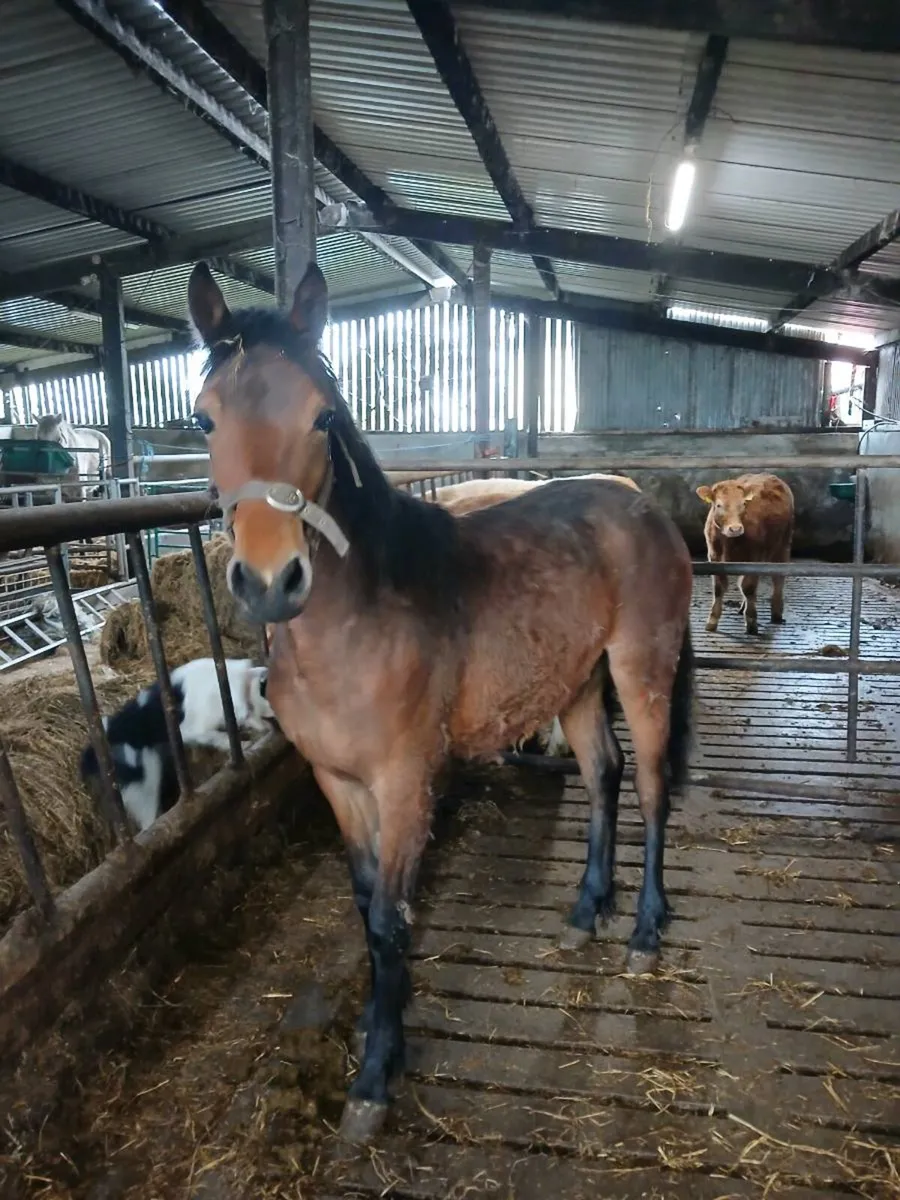 Connemara Pony - Image 3