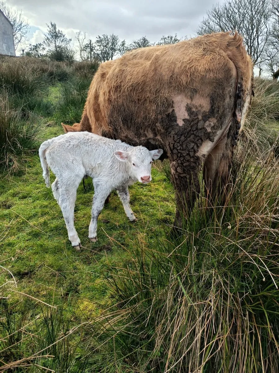 Smashing first calved heifer - Image 1