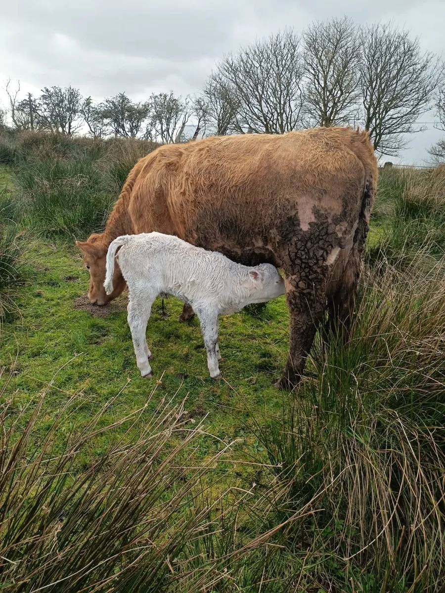 Smashing first calved heifer - Image 2