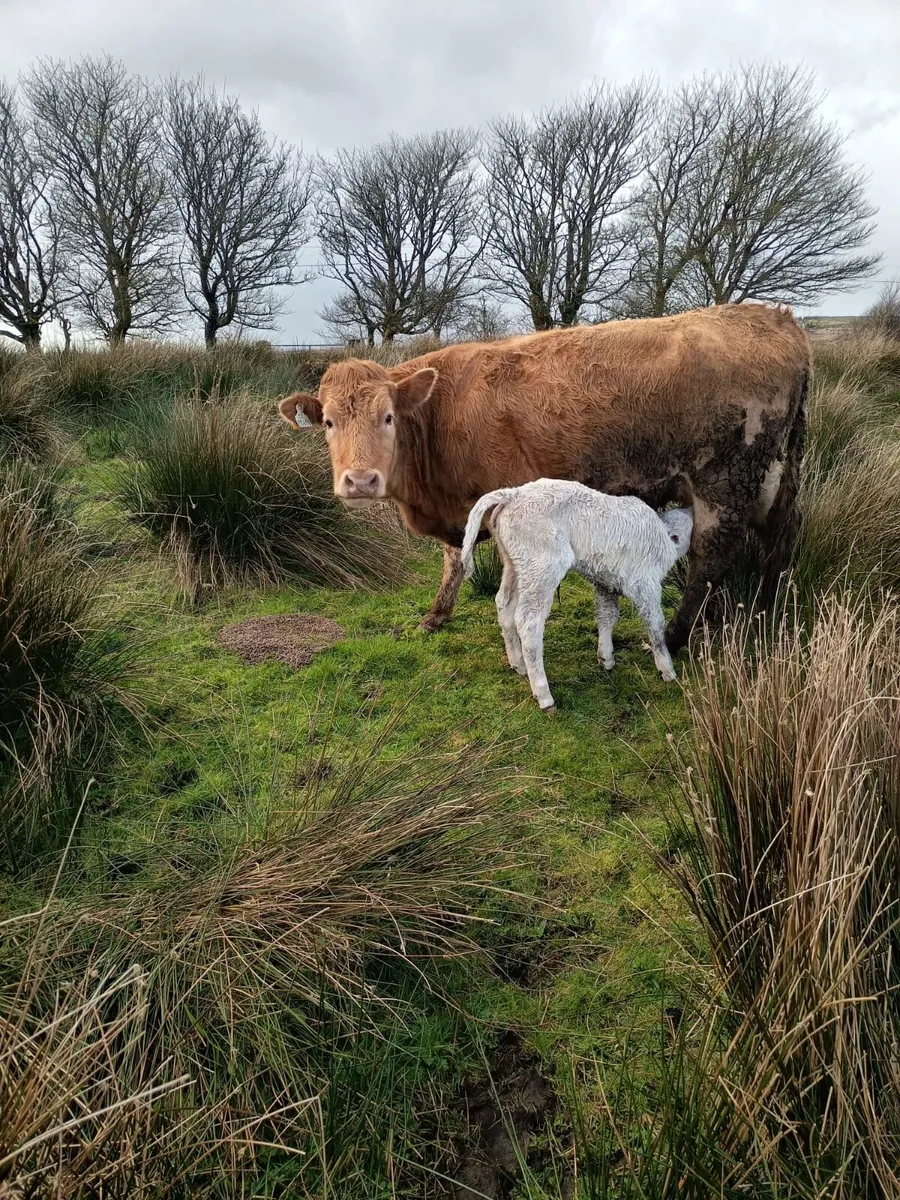 Smashing first calved heifer - Image 3