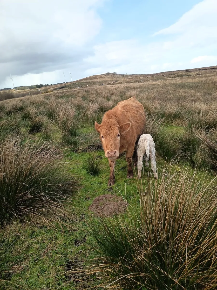 Smashing first calved heifer - Image 4