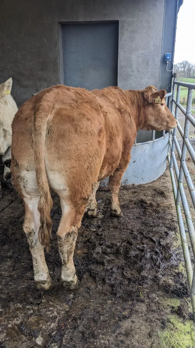 Store Bullocks - Image 2