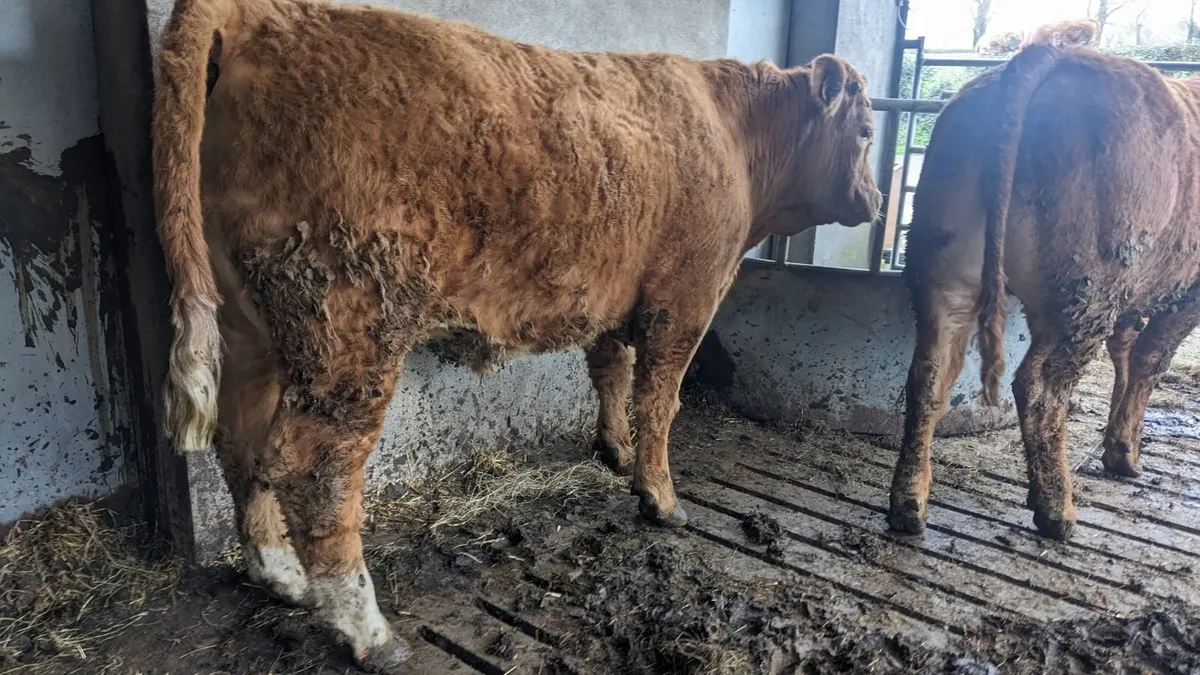 Store Bullocks - Image 3