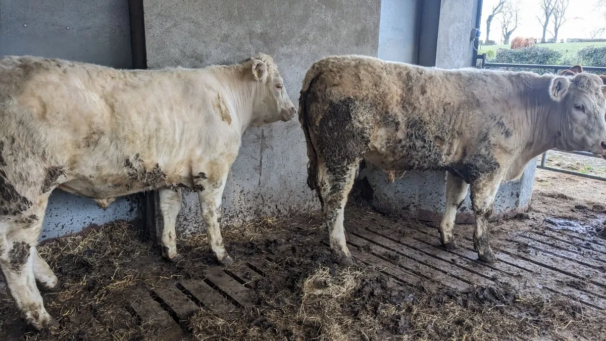 Store Bullocks - Image 4