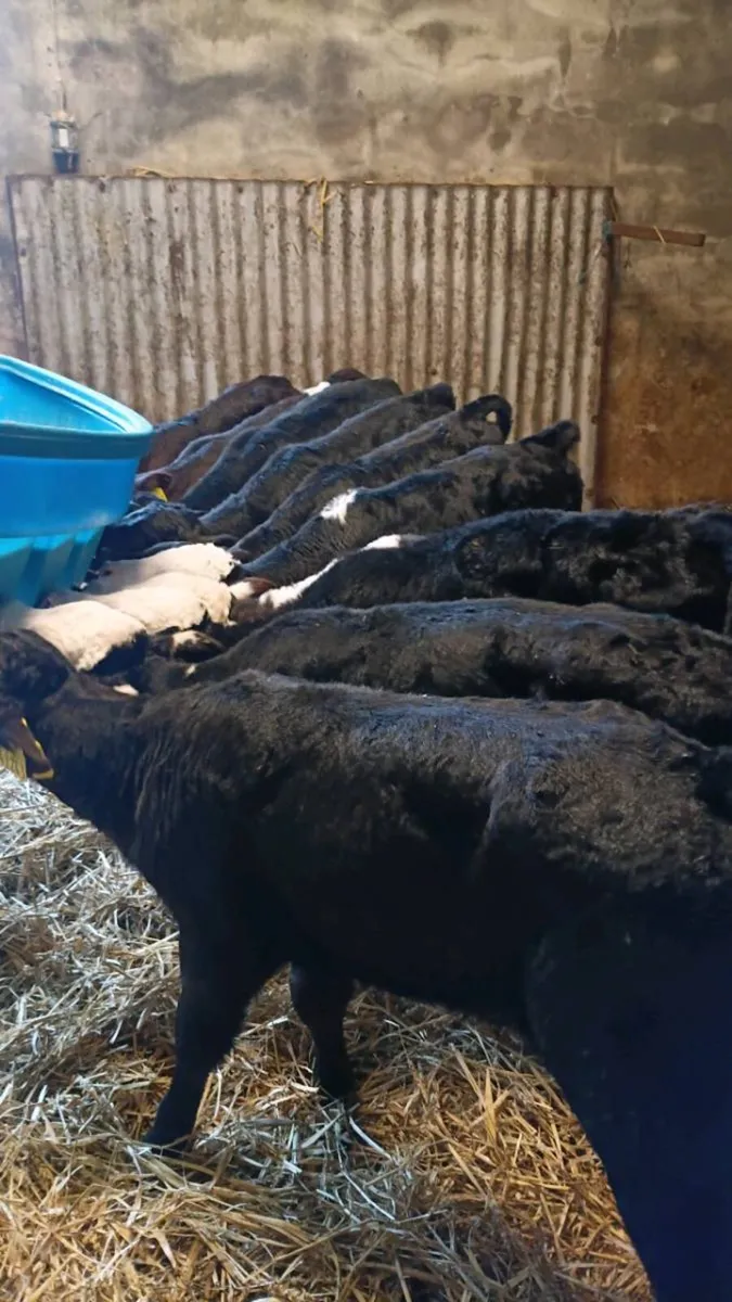 Angus and whitehead calves